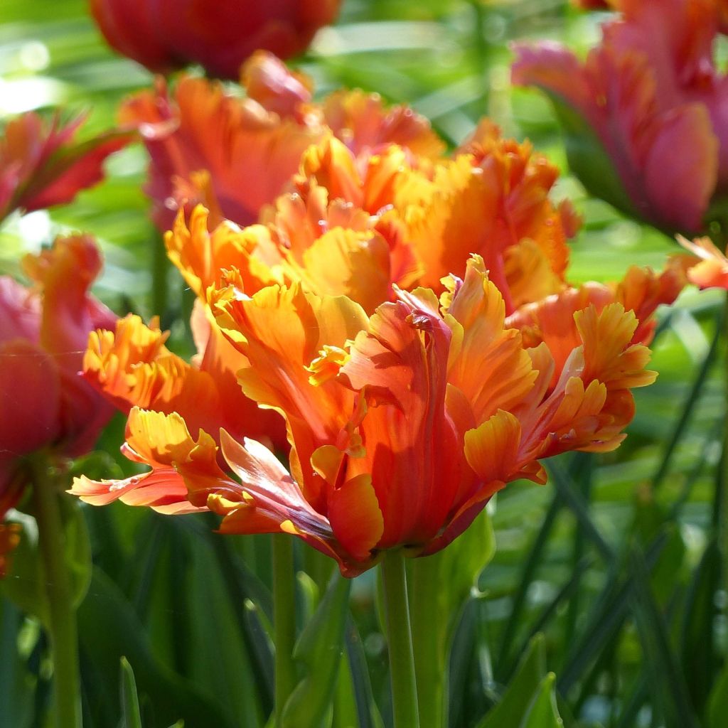 Tulipa Papagaio Amazing Parrot