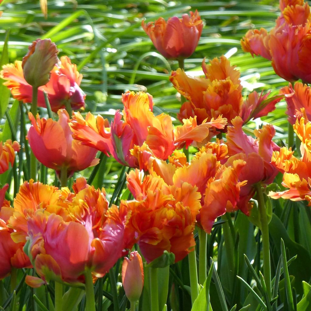 Tulipa Papagaio Amazing Parrot