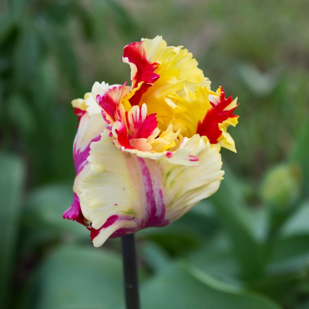 Tulipa Papagaio Flaming Parrot