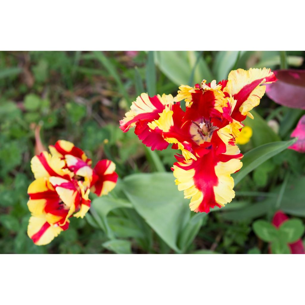 Tulipa Papagaio Flaming Parrot