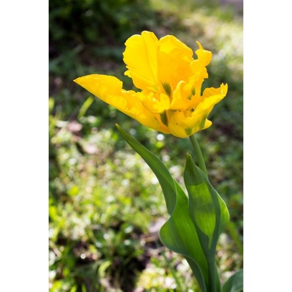 Tulipa Papagaio Yellow Sun