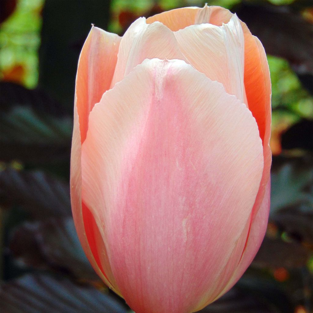 Tulipa Simples precoce Apricot Beauty