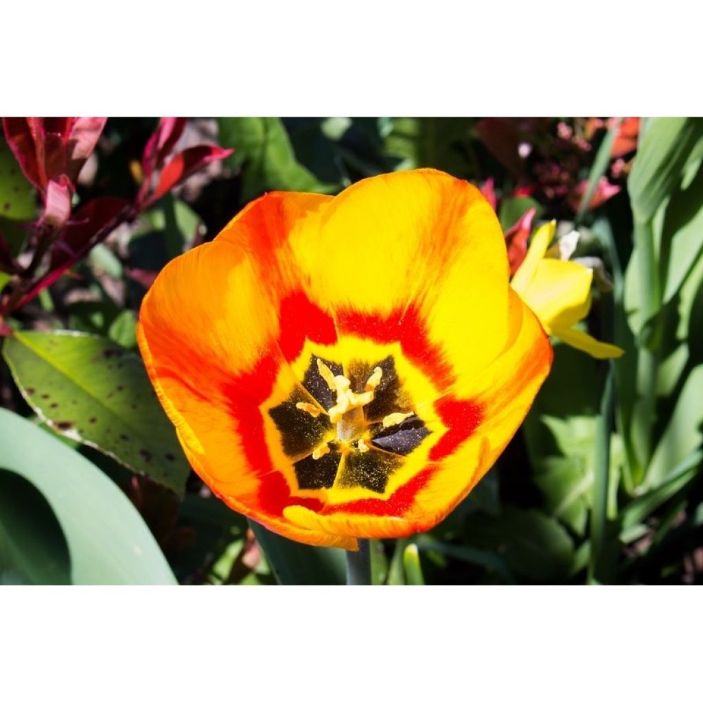 Tulipa Simples precoce Flair
