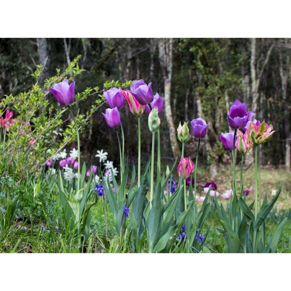 Tulipa Simples tardia Violet Beauty