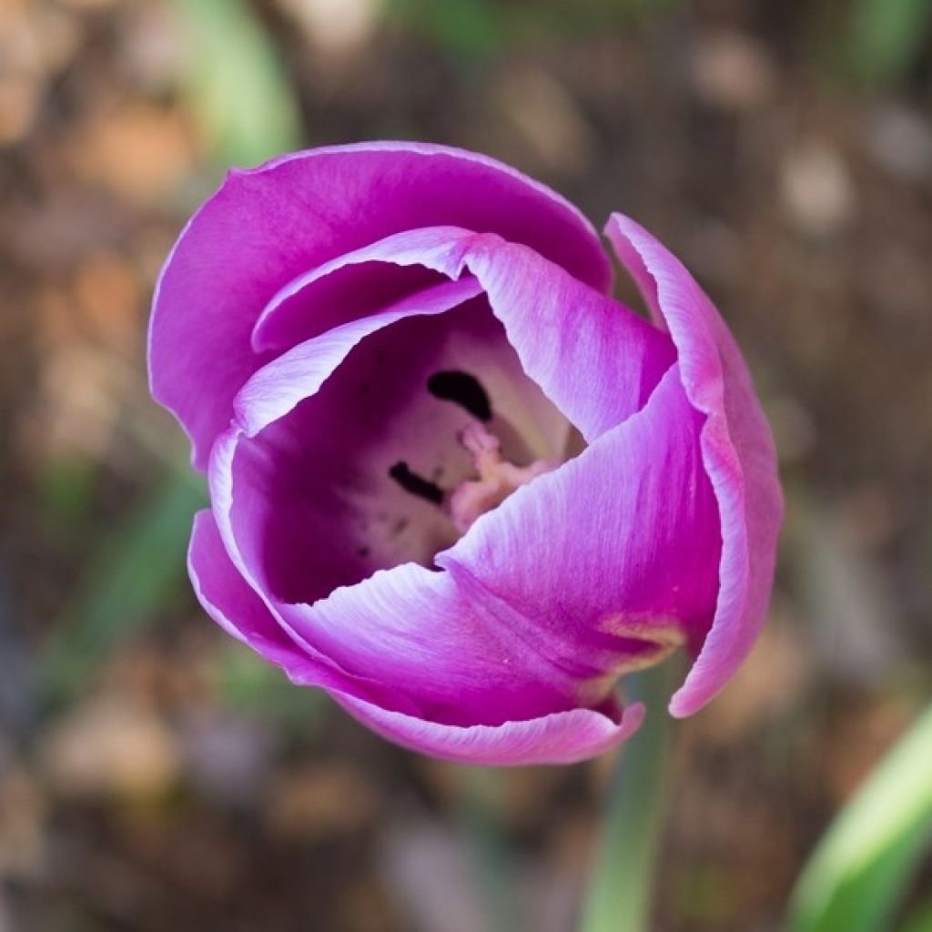 Tulipa Simples tardia Violet Beauty