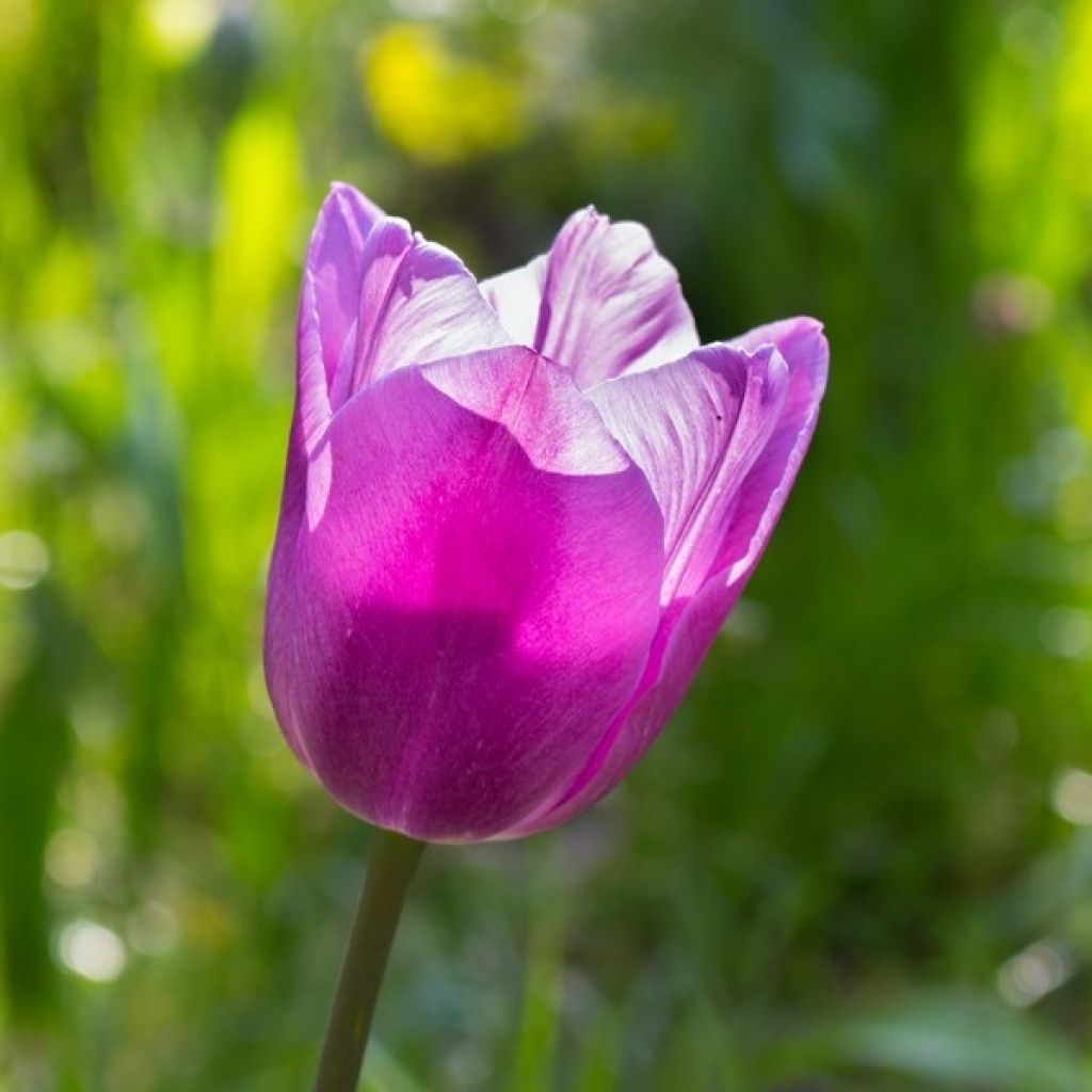 Tulipa Simples tardia Violet Beauty