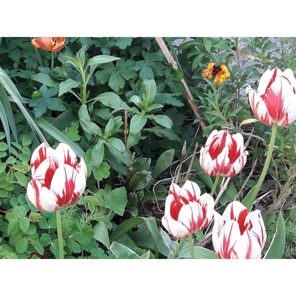 Tulipa Simples tardia World Expression