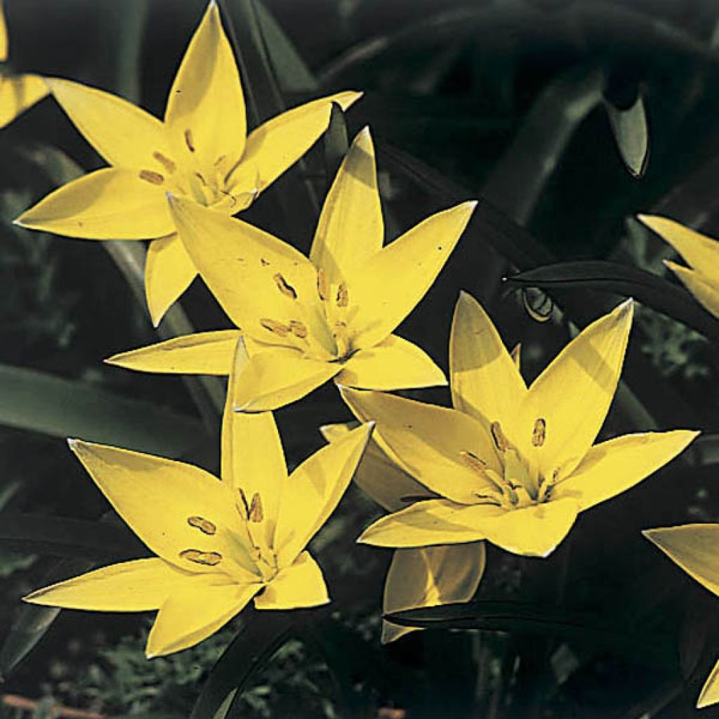 Tulipa sylvestris