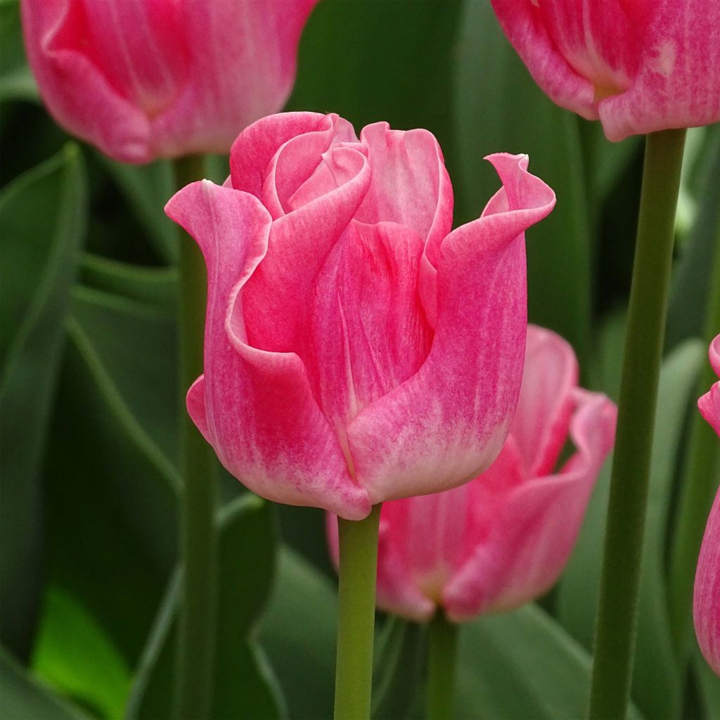 Tulipa Triunfo Crown of Dynasty
