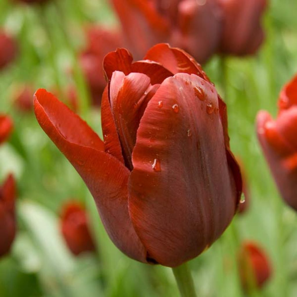 Tulipa Triunfo Jan Reus