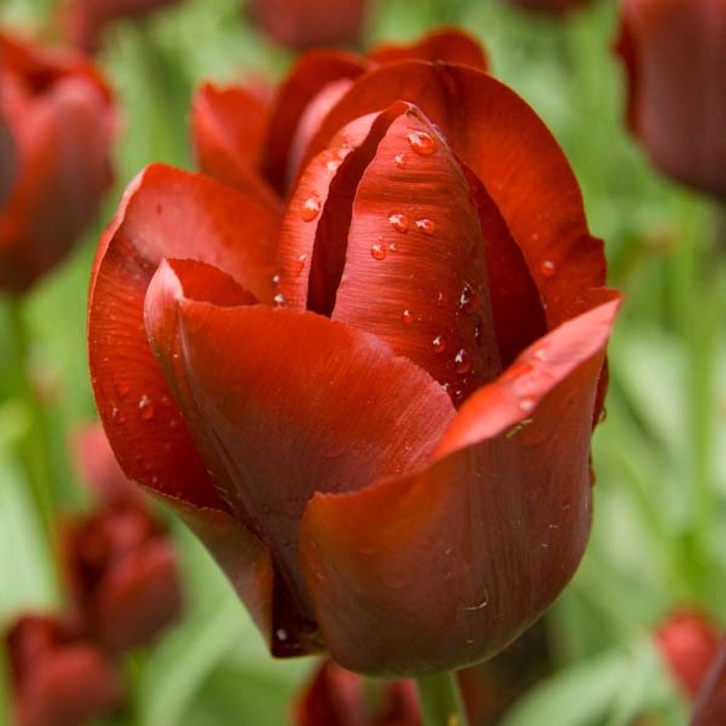 Tulipa Triunfo Jan Reus