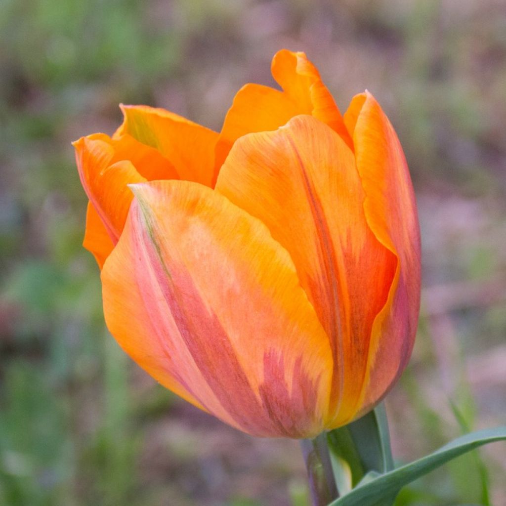 Tulipa Triunfo Prinses Irene
