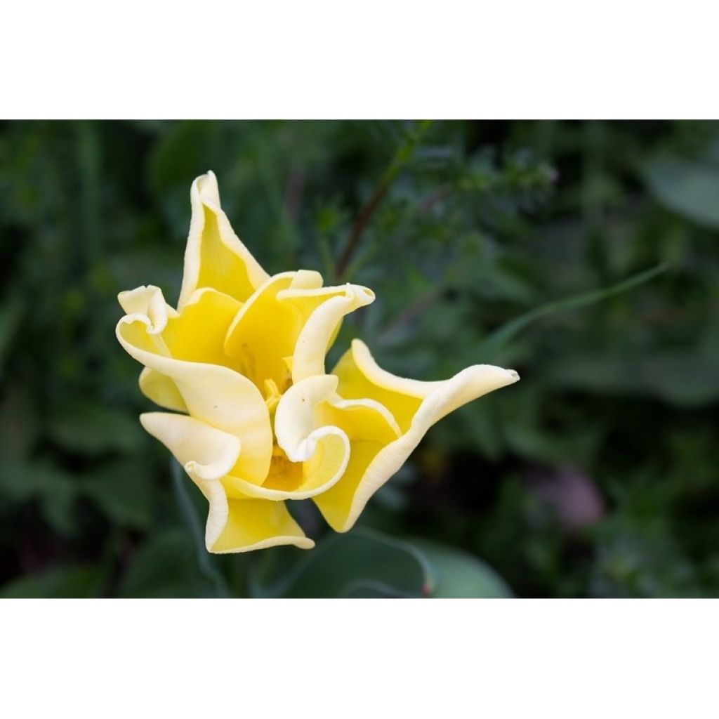 Tulipa Triunfo Yellow Crown