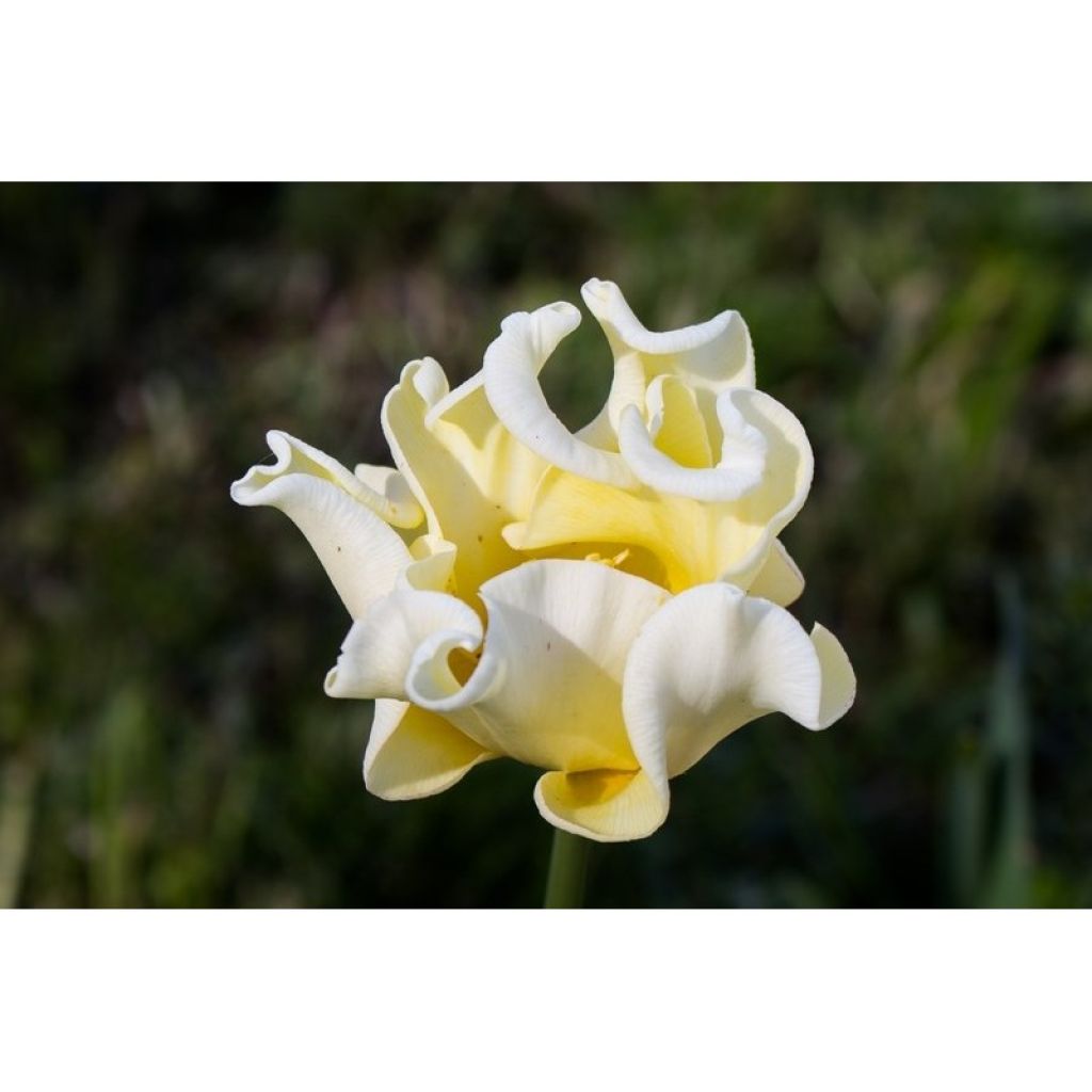 Tulipa Triunfo Yellow Crown