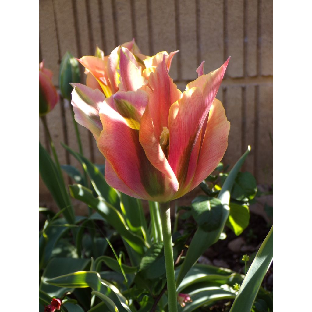 Tulipa viridiflora Artist