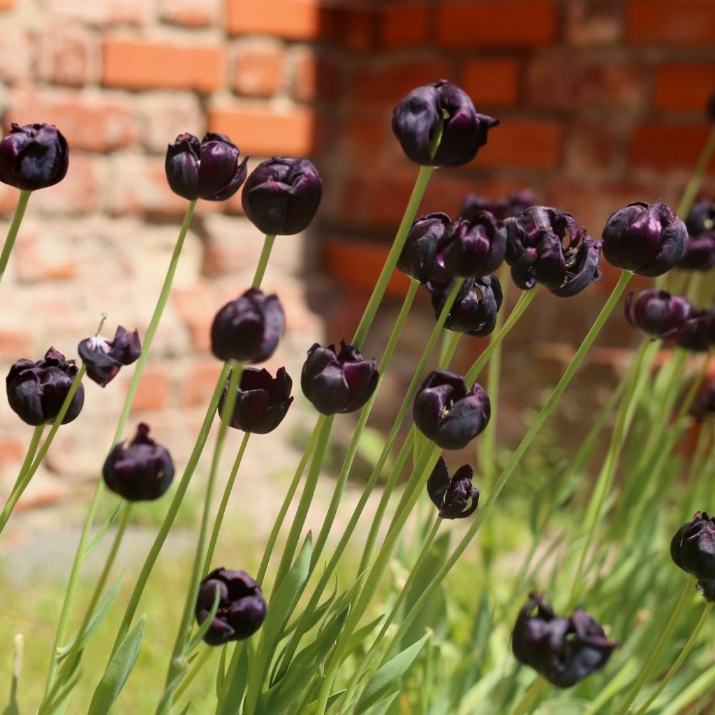 Tulipa Dobrada tardia Black Héro