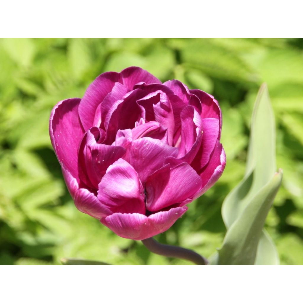 Tulipa Dobrada tardia Blue Diamond