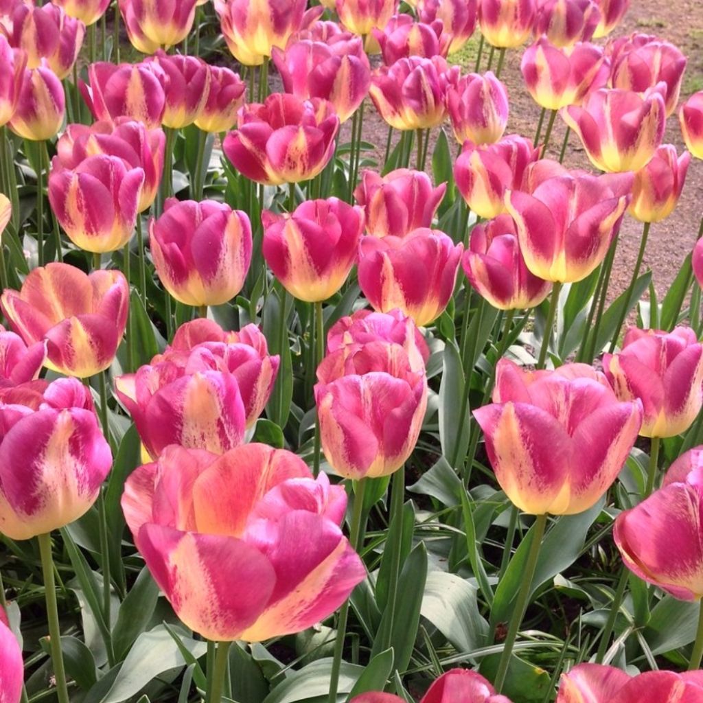 Tulipa Triunfo Boston