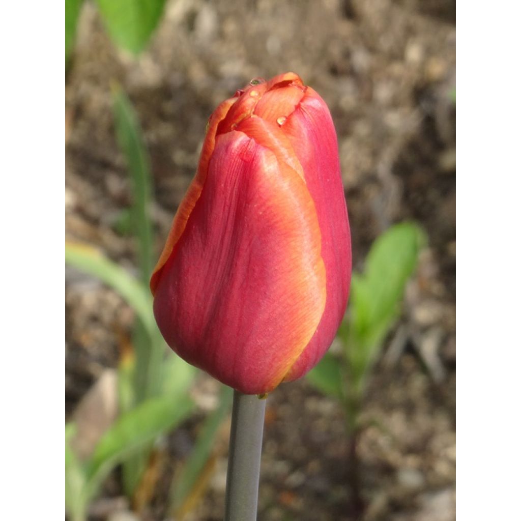 Tulipa Triunfo Brown Sugar