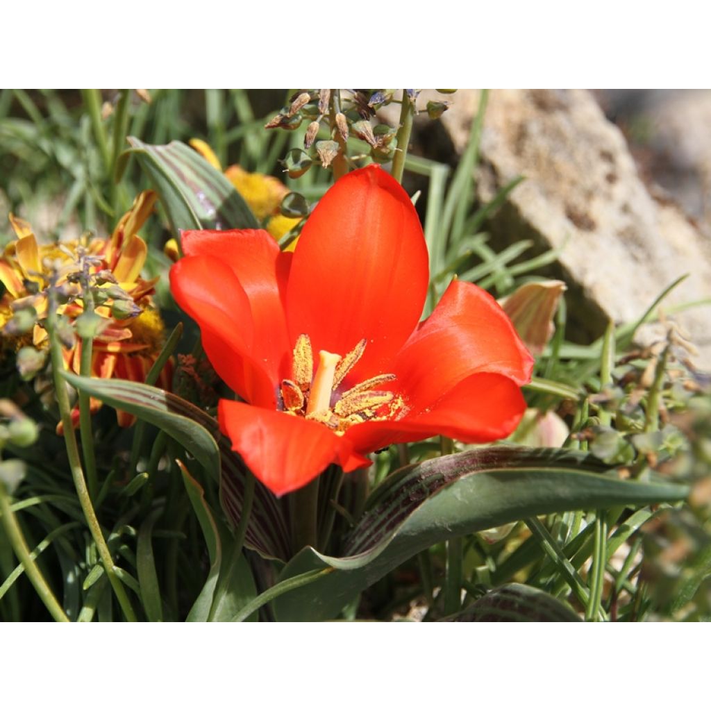 Tulipa greigii Petit Chaperon Rouge