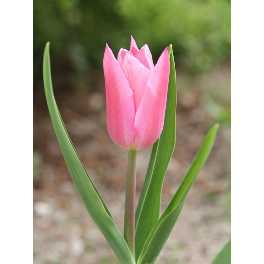 Tulipa Lírio China Pink