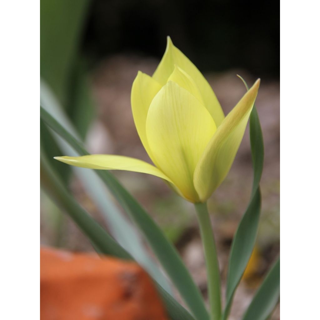 Tulipa clusiana Honky Tonk