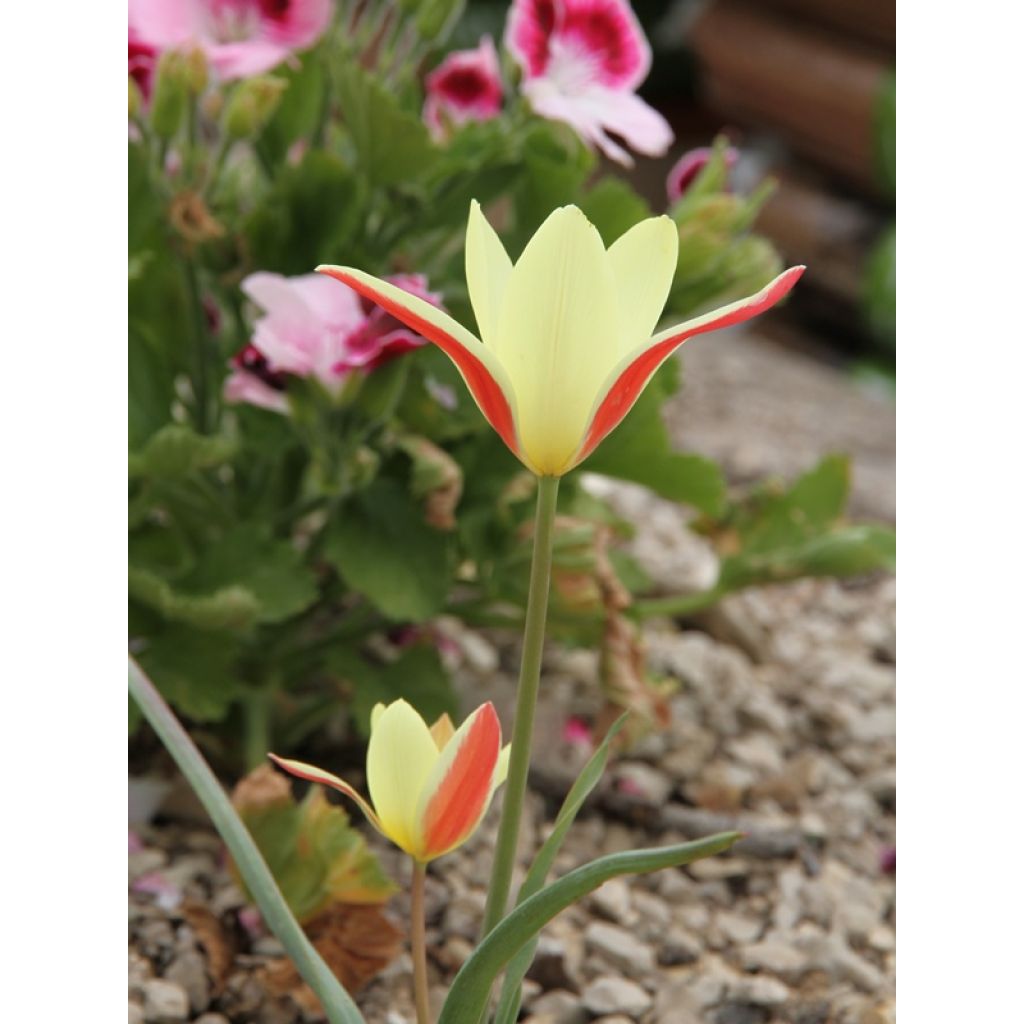 Tulipa clusiana Cynthia