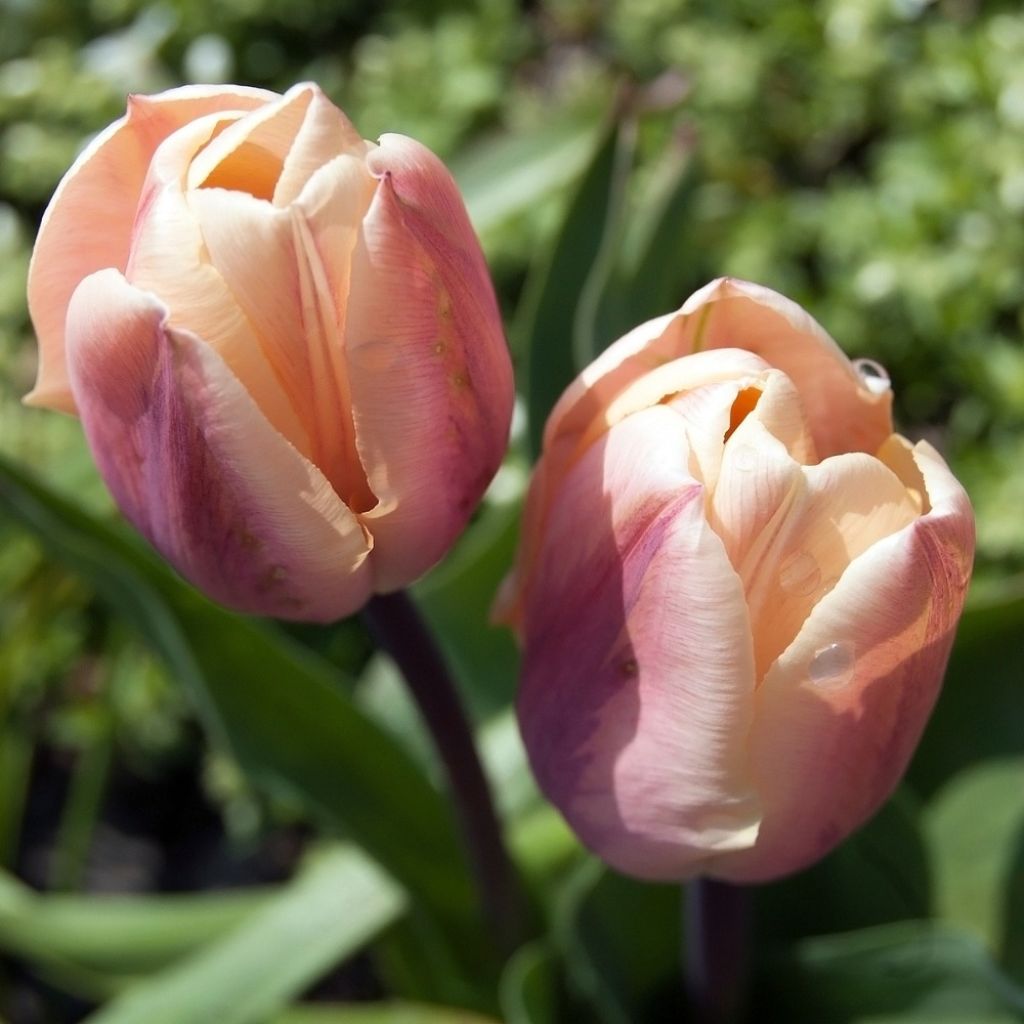 Tulipa Dobrada precoce La Belle Epoque