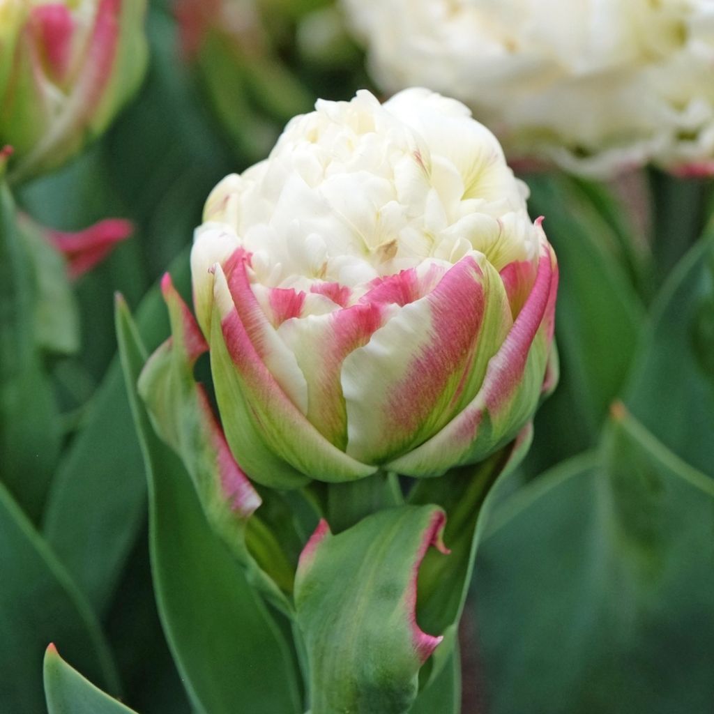Tulipa Dobrada tardia Ice Cream