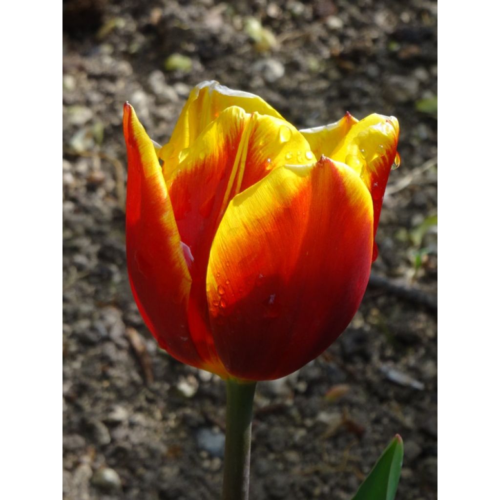 Tulipa Simples precoce Flair