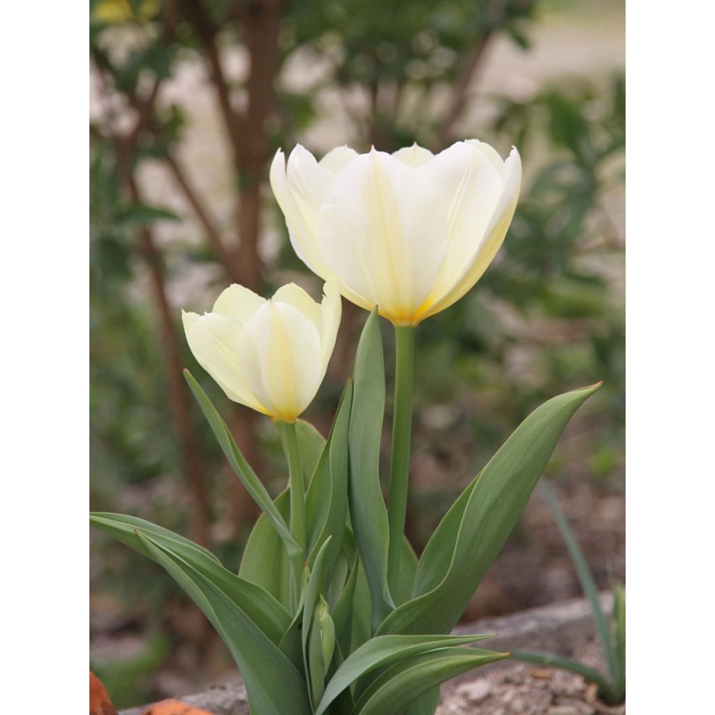 Tulipa fosteriana Purissima