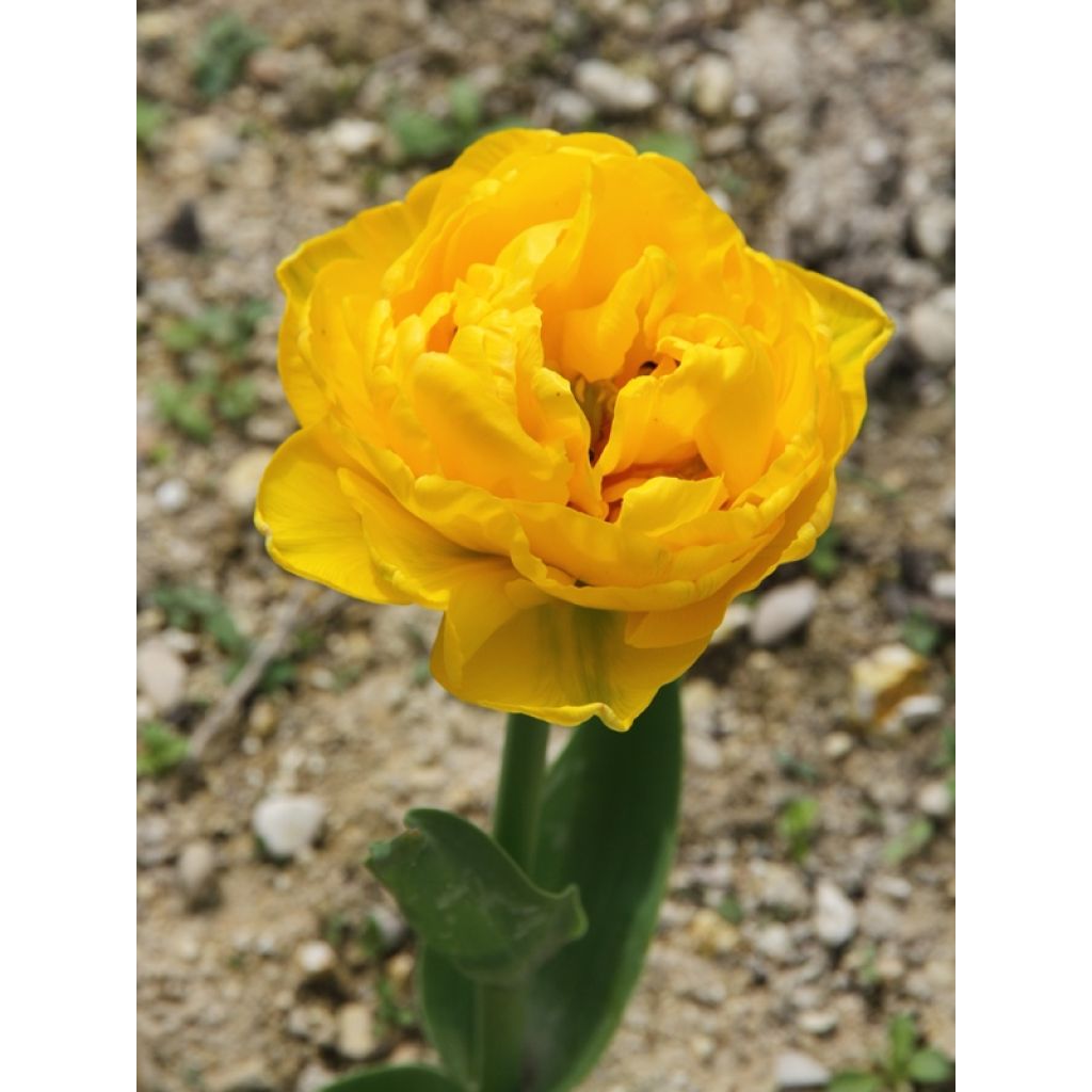 Tulipa Dobrada tardia Gold Fever