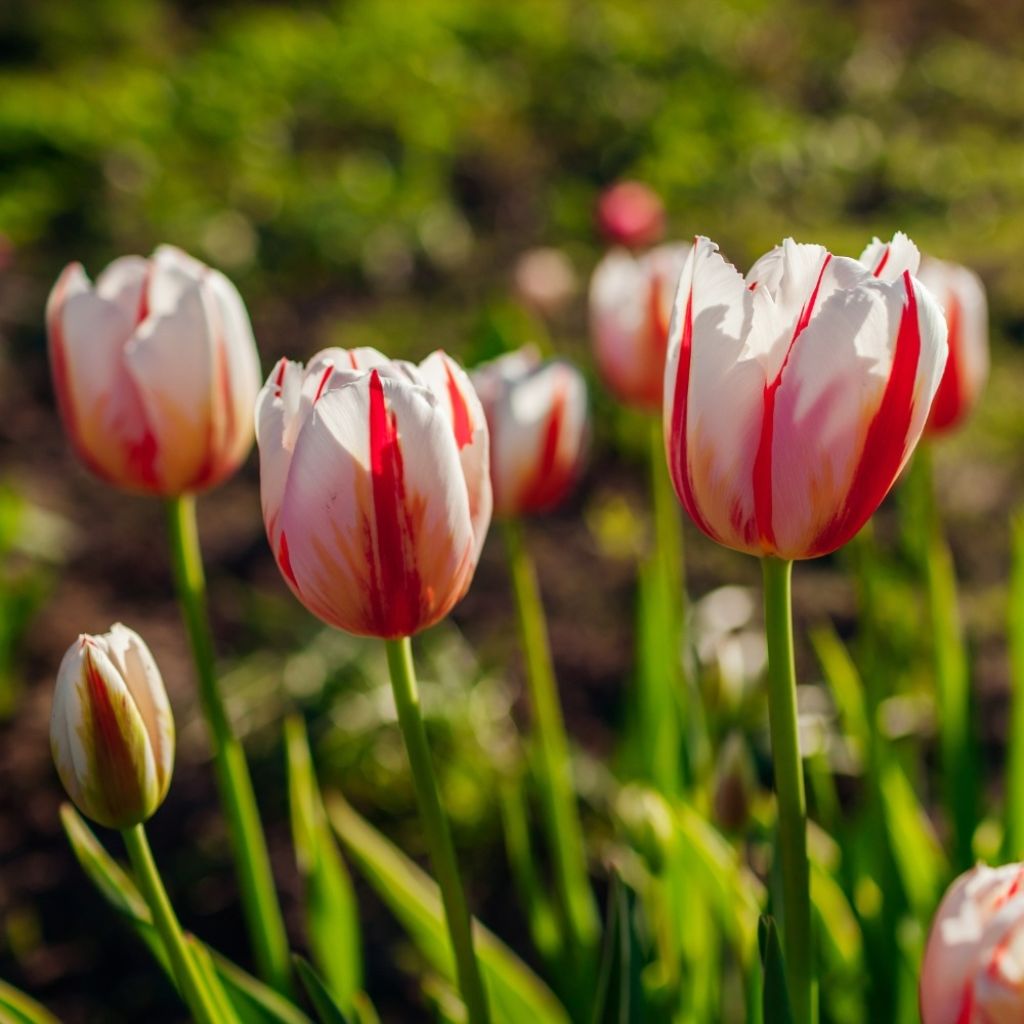 Tulipa Triunfo Happy Generation