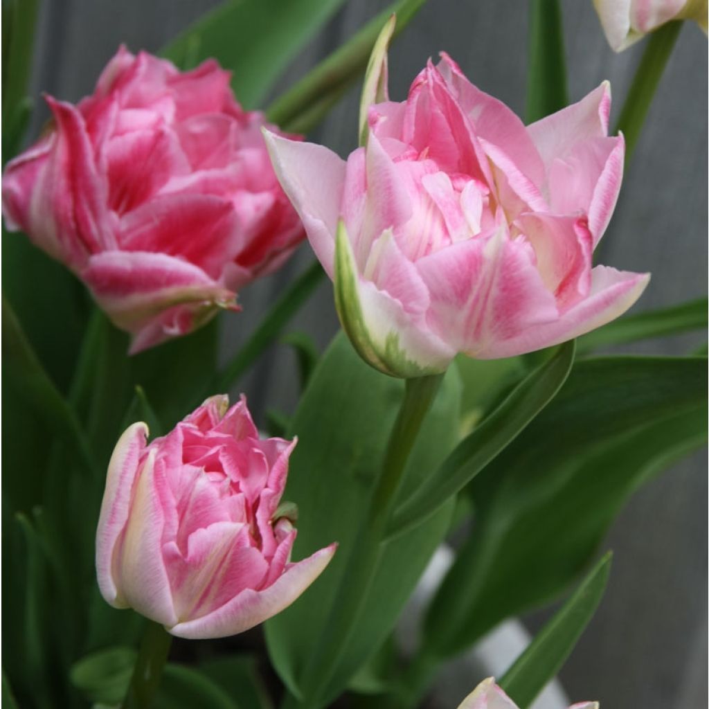 Tulipa Dobrada precoce Peach Blossom
