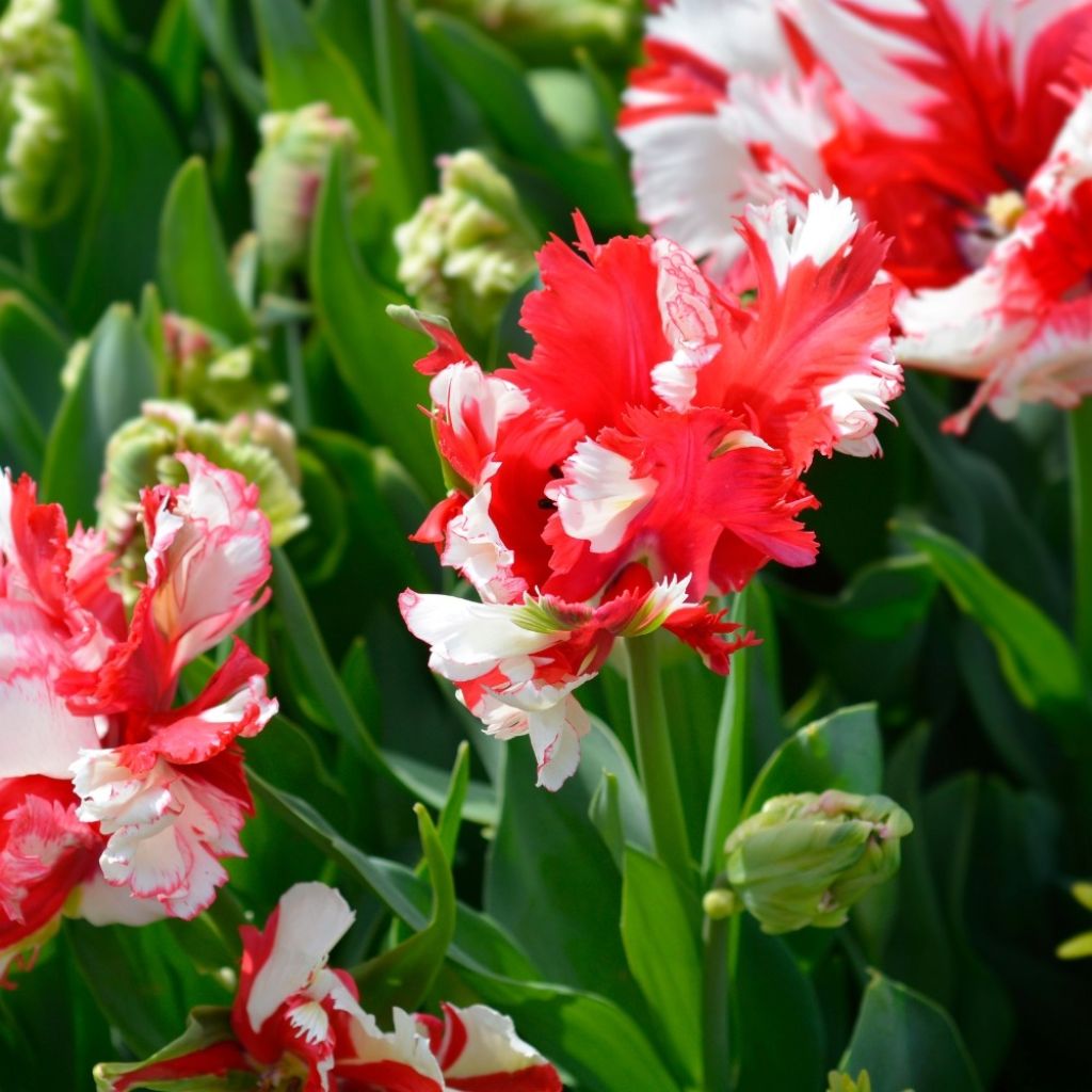 Tulipa Papagaio Estella Rijnveld