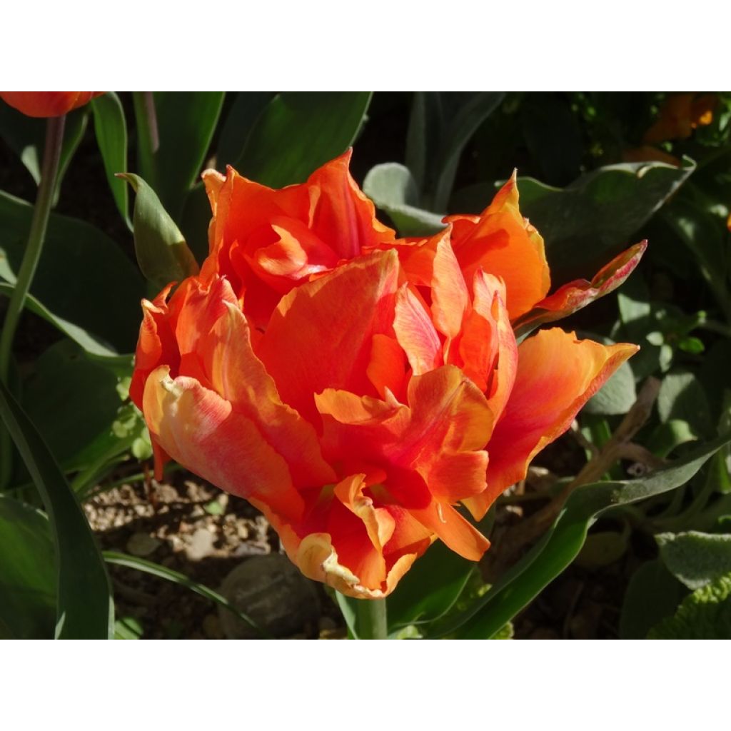 10 jours plus tard, la tulipe a bien foncé