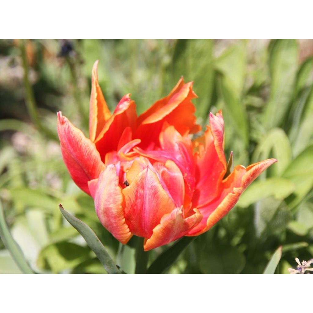 Tulipe william of orange après quelques jours de floraison