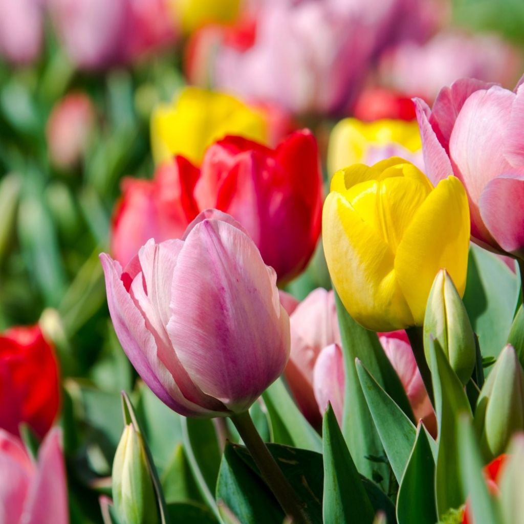 Tulipa híbrida Darwin Mix