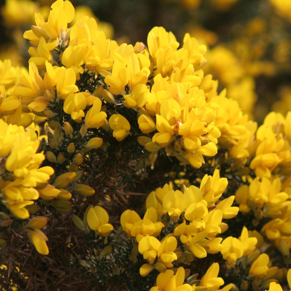 Ulex europaeus