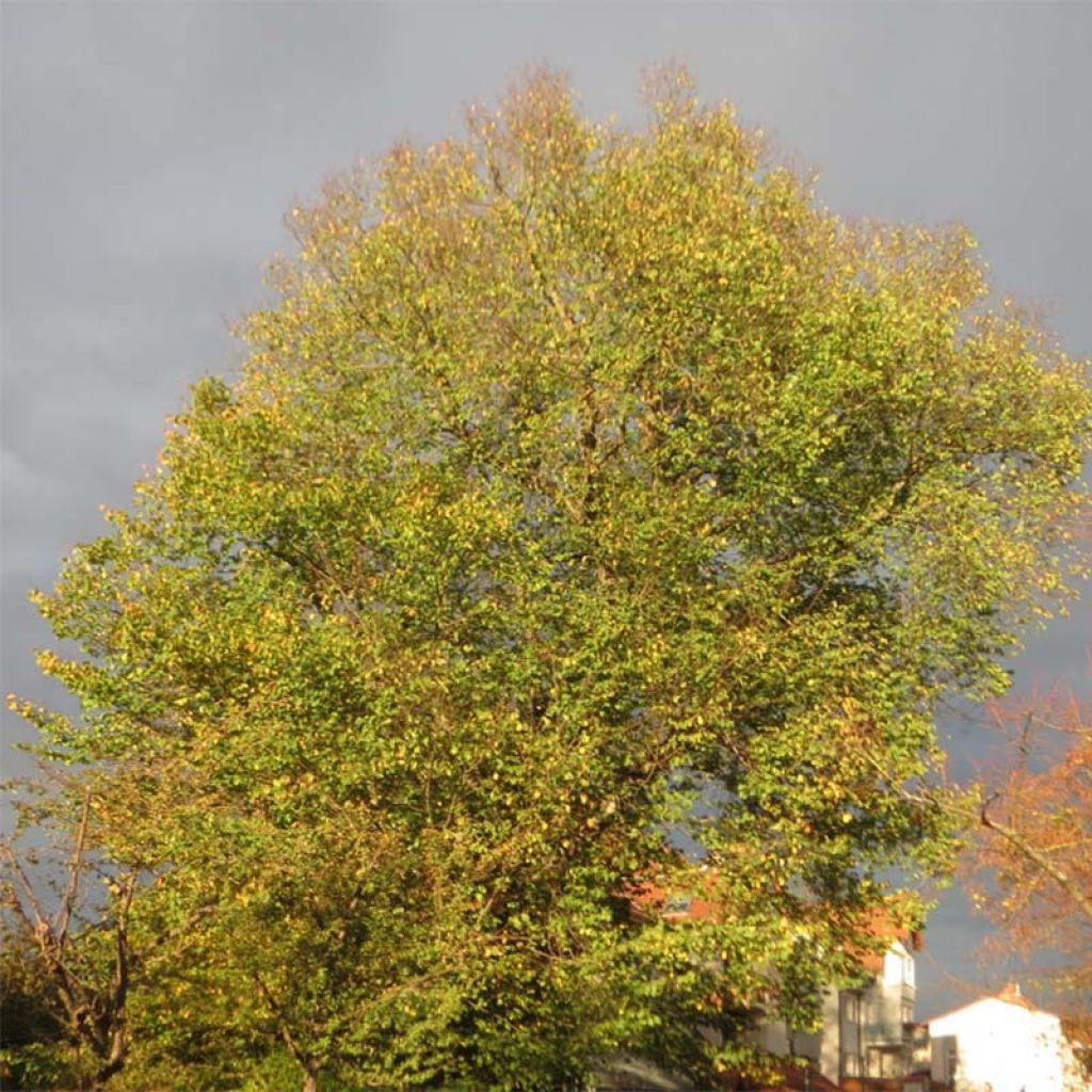 Ulmus glabra