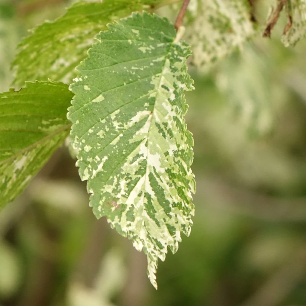 Ulmus minor Argenteovariegata