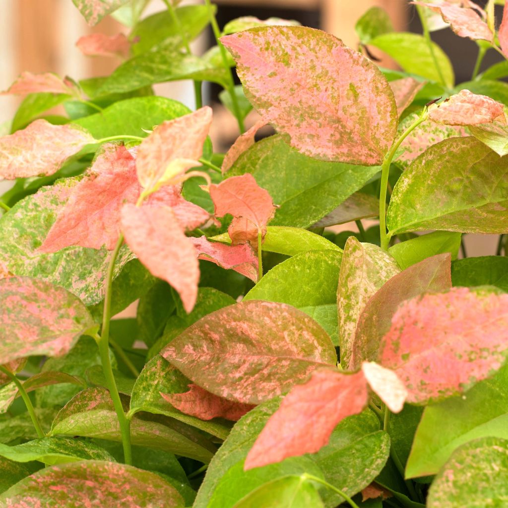 Mirtileiro Flamingo - Vaccinium corymbosum