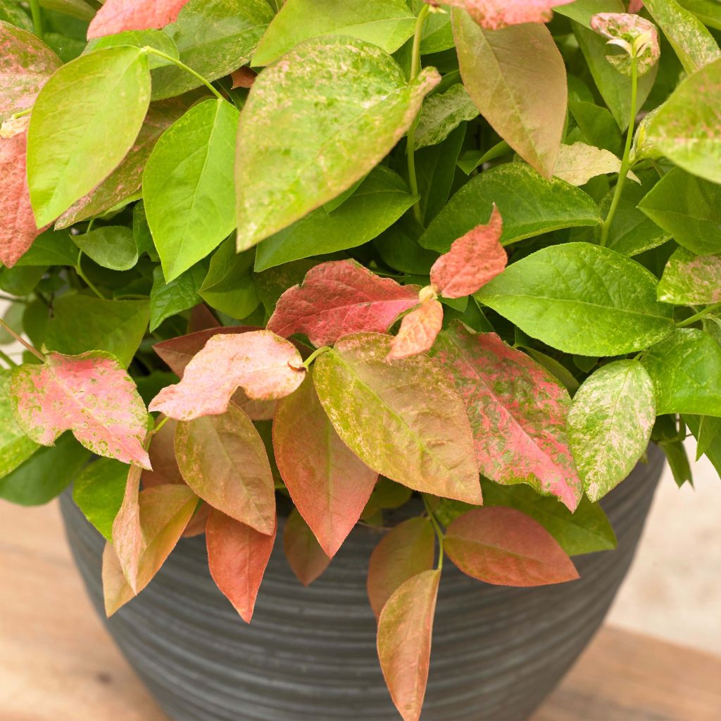 Mirtileiro Flamingo - Vaccinium corymbosum