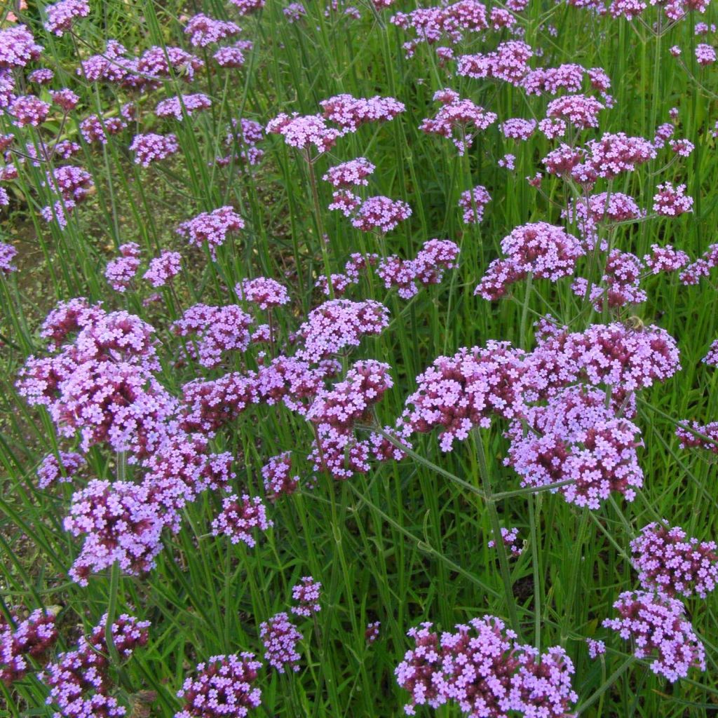 Verbena bonariensis - Verbena de Buenos Aires