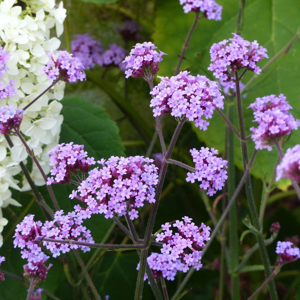 Verbena bonariensis - Verbena de Buenos Aires