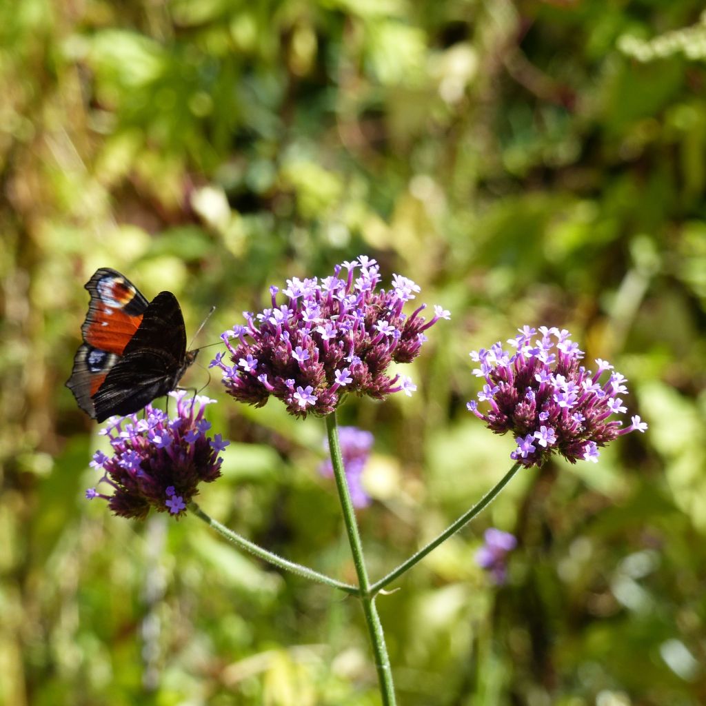 Verbena bonariensis - Verbena de Buenos Aires