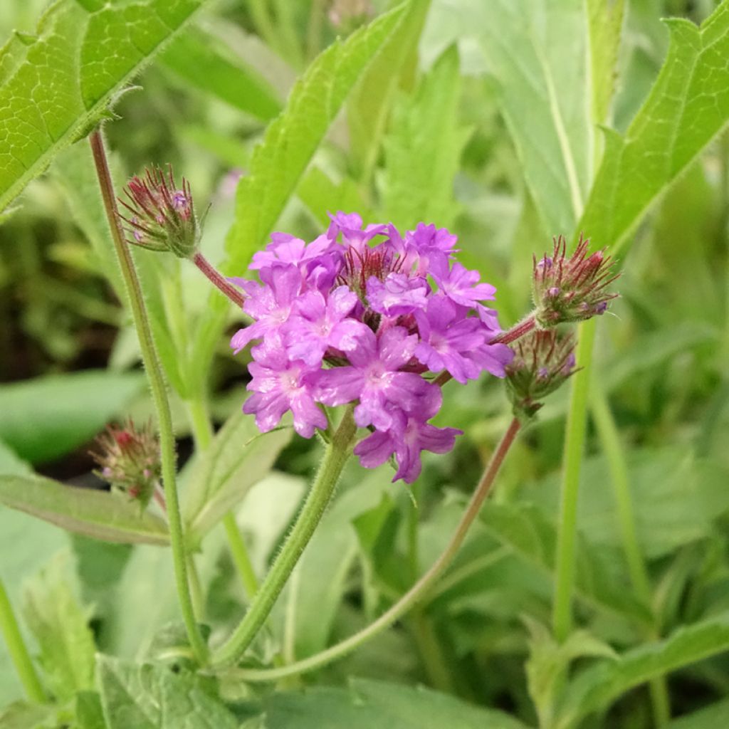 Verbena rigida Venosa