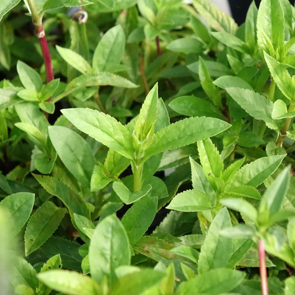 Veronica spicata Ulster Dwarf Blue