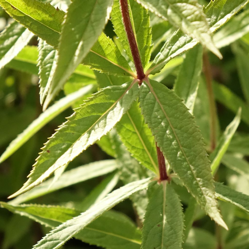 Veronicastrum virginicum Diana