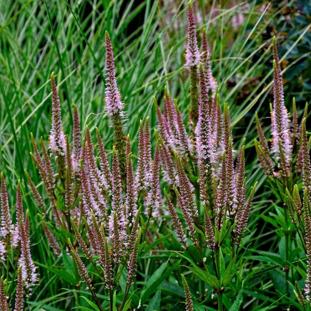 Veronicastrum virginicum Erika